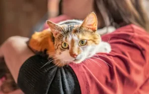 Things to Consider Before Adopting a Pet-A Comprehensive Guide